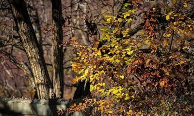 (تصاویر) پاییز رنگارنگ کردستان