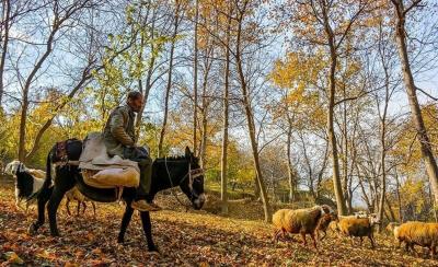  (تصاویر) پاییز رنگارنگ کردستان