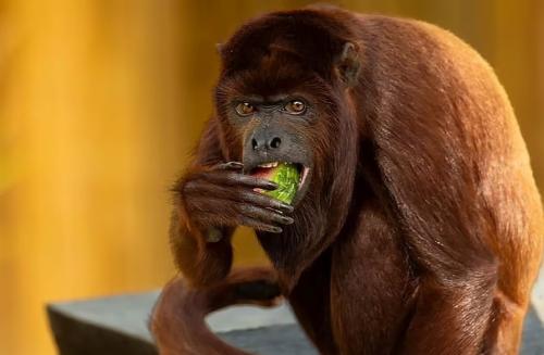 عکس‌های خنده‌دار حیوانات در باغ وحش‌ها