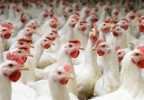قیمت مصوب هر کیلوگرم مرغ زنده چندهزار تومان است؟