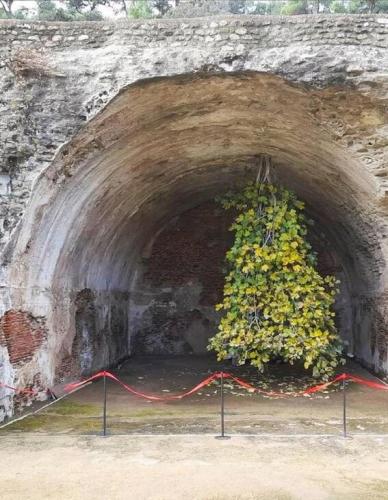  درختی عجیب در ایتالیا