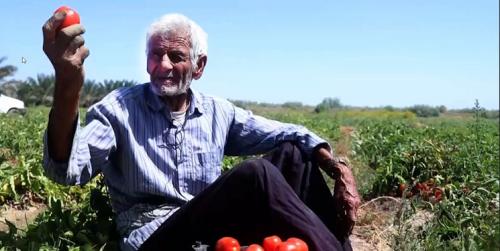 اعلام محدودیت صادرات پیاز و گوجه به زودی