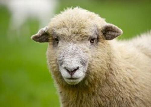 گوسفند زنده کیلویی چند شد؟