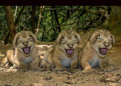 عکس/ از سه بچه شیر خندان تا کانگوروی کونگ فو کار