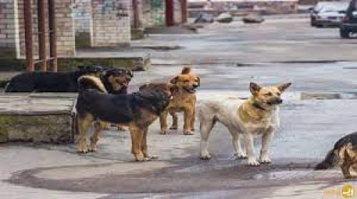 فیلم/ حمله سگ‌های ولگرد به کودک یاسوجی