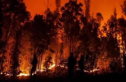 فیلم/ ۱۲۳ نفر در آتش‌سوزی‌های شیلی جان باختند