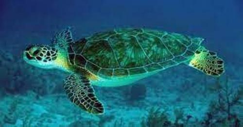 فیلم/ لاکپشت در خطر انقراض سبز در «کیش» مرگ را مات کرد