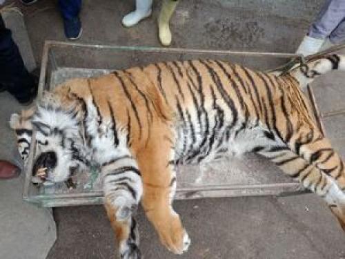ببر ۱۱ ساله ‌باغ وحش مشهد تلف شد