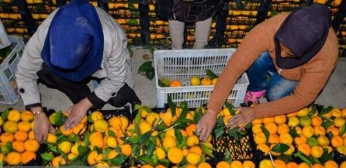 عرضه میوه تنظیم بازاری شب عید آغاز شد؛ ۲۵ تا ۳۰ درصد زیر قیمت بازار