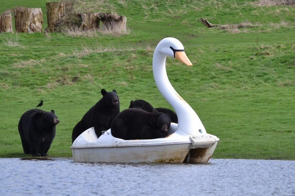  (تصاویر) قایق سواری خرس‌های سیاه در یک پارک سافاری