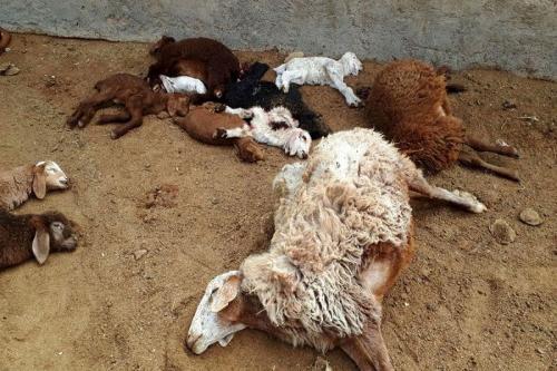 جزییات فوت چوپان و ۱۲۰ گوسفند در کانتینر یک تریلی در تیران اصفهان