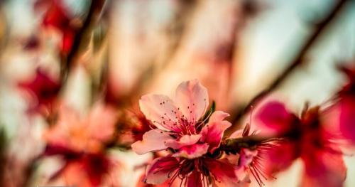 شکوفه‌های بهاری 