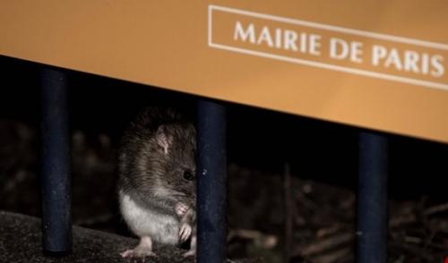 حمله موش‌ها به خیابان‌ها و متروی پاریس