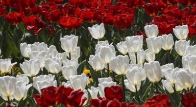 عکس/ جشنواره گل‌های لاله در پارک ملت مشهد