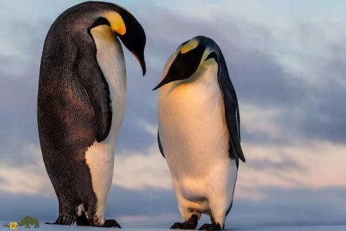 فیلم/ شیرجه جوجه پنگوئن‌ها از کوه یخی ۱۵ متری!