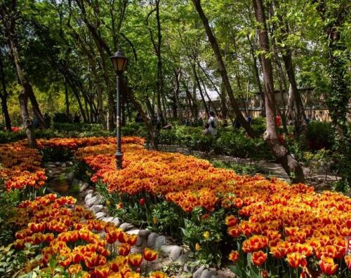 عکس/ جشنواره لاله‌های باغ ایرانی