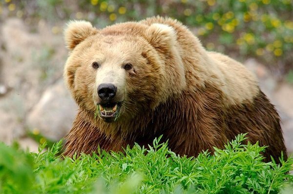 آب‌تنی خرس قهوه‌ای در پارک ملی صیدوای سمنان 