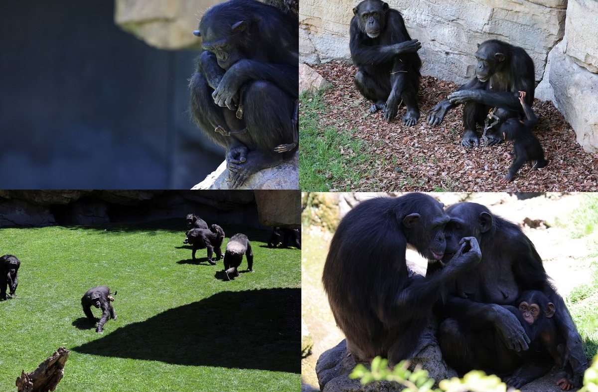  شامپانزه‌ای که نوزاد مرده خود را رها نمی‌کند