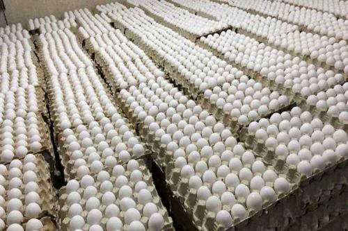 قیمت تخم مرغ بسته بندی شده
