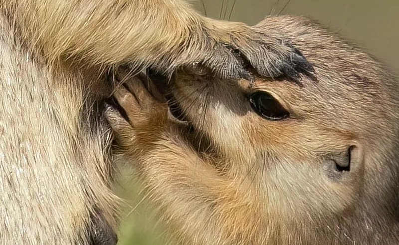 شیر خوردن نادر بچه سنجاب زمینی در همدان 