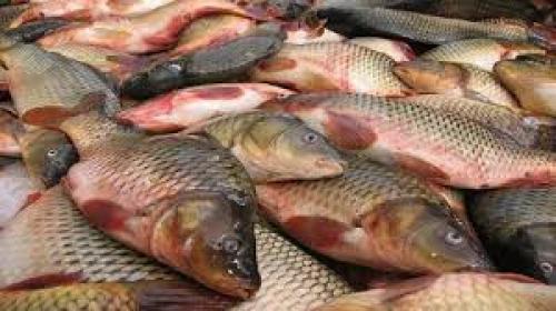 قیمت ماهی یکشنبه ۲۰ خرداد