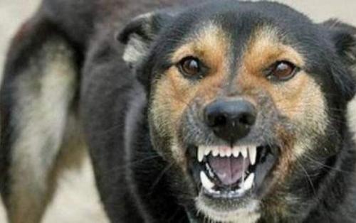 سگ هار کودک ۶ ساله دزفولی را کشت