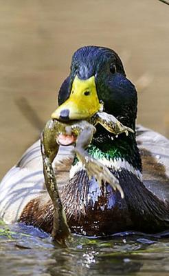  عکس/ لحظه شکار قورباغه توسط اردک 