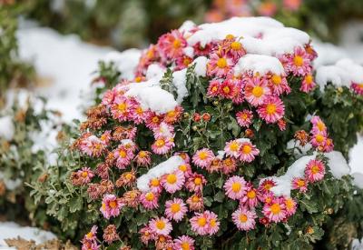 عکس/ گل های بهاری در زیر برف پاییزی 