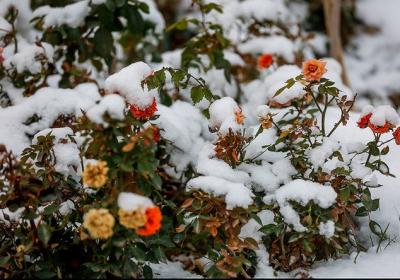 عکس/ گل های بهاری در زیر برف پاییزی 