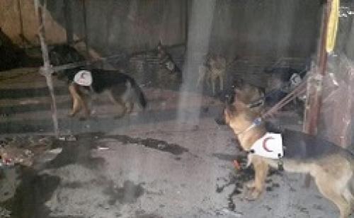 فیلم/ورود سگ های زنده یاب به صحنه ی آتش سوزی