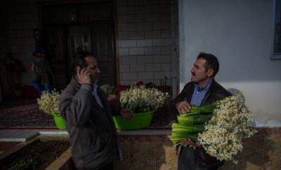 عکس/ پرورش گل نرگس در مازندران