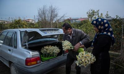 عکس/ پرورش گل نرگس در مازندران