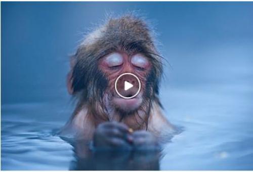 فیلم/ یوگا گرفتن میمون ها در چشمه آب گرم 