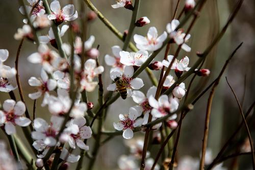 عکس/ شکوفه بادام های وحشی ارتفاعات هرمزگان آخرین روزهای فصل زمستان