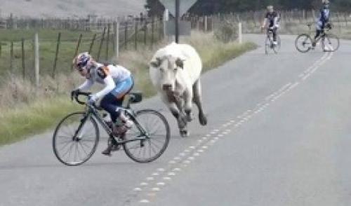 عکس/حمله کردن گاو به مسابقه دوچرخه سواری