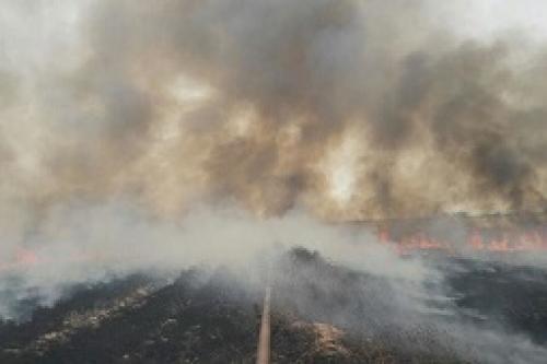 آتش بخشی از جنگل‌های ایوان در ایلام را فراگرفت