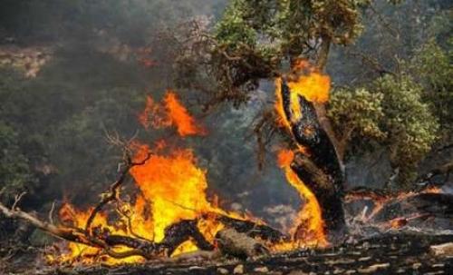  200 هکتار از جنگل های بلوط بهبهان در آتش سوخت