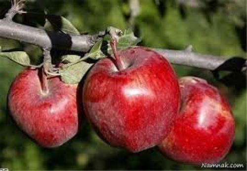  افزایش 30 درصدی عملکرد باغات سیب از طریق تولید نهال‌های برتر به روش کشت بافت