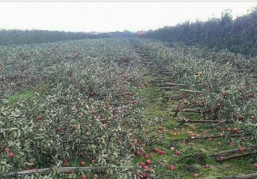 ماجرای قطع درختان یک باغ سیب به دلیل فروش نرفتن محصولات 