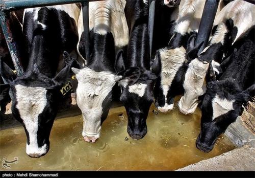تولید  ۳۵۰۰ تن شیر خام در اصفهان 