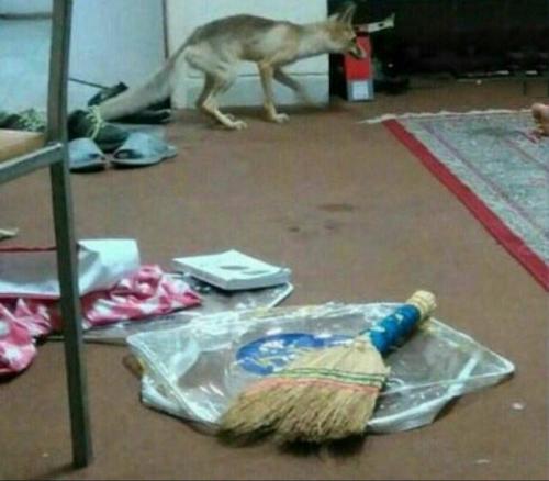  عکس/ ورود روباه به خوابگاه دانشجویی یزد