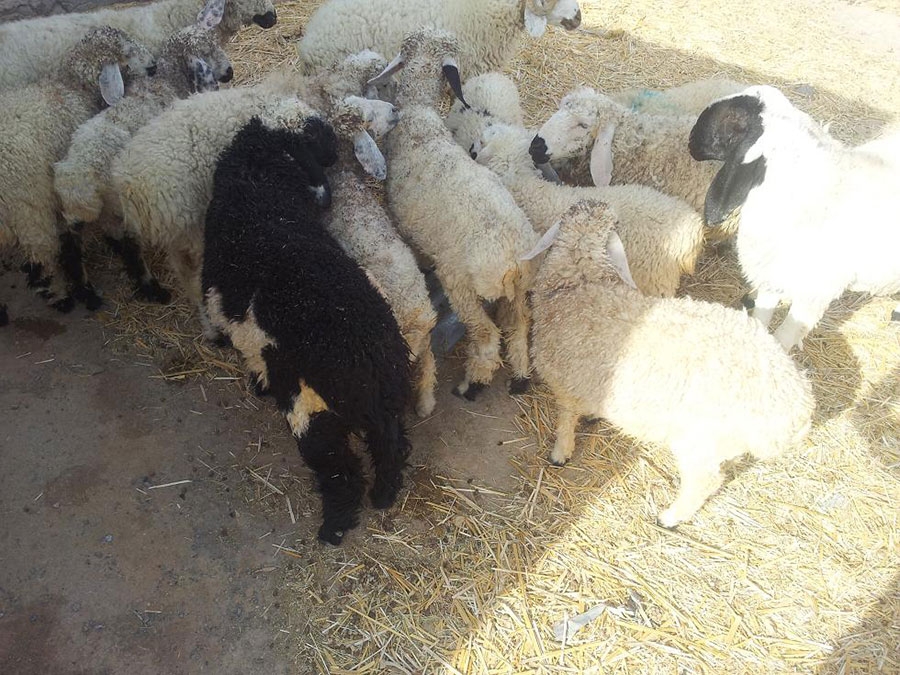 تهرانی‌ها دام عید قربان را از کجا بخرند؟