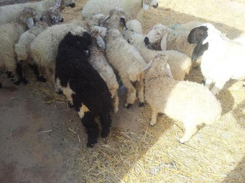 تهرانی‌ها دام عید قربان را از کجا بخرند؟