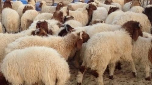 ذبح بیش از ١٢ میلیون رأس دام 
