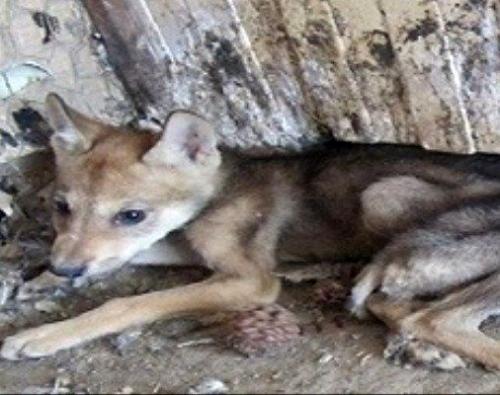 خانواده همدانی با یک گرگ زندگی می کردند 