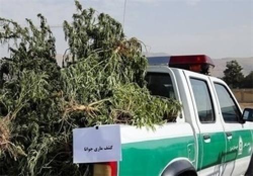  کاشت ماری جوانا با وام ۴۰۰ میلیونی کمیته امداد 