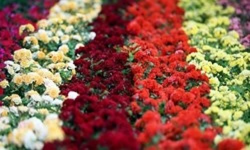 صادرات 22 میلیون دلاری گل و گیاه در سال 96