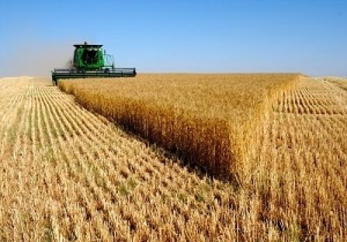 آخرین وضعیت مطالبات گندمکاران 