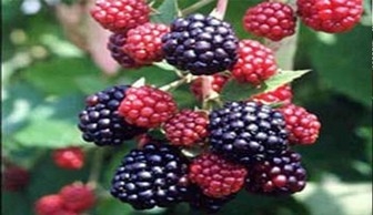  میوه ای ترش که برای قلب معجزه می کند 
