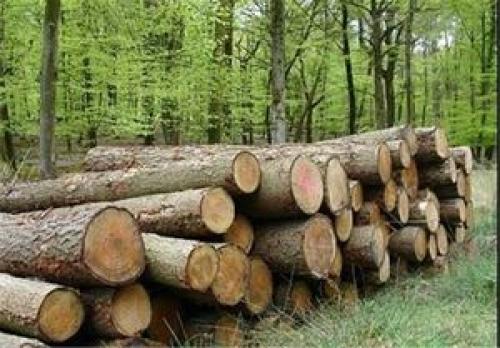 ورود مدعی العموم به معضل قاچاق چوب